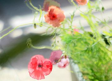 Coquelicots roses sur Marianna Pobedimova