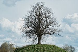 Auffälliger Baum auf einem Hügel