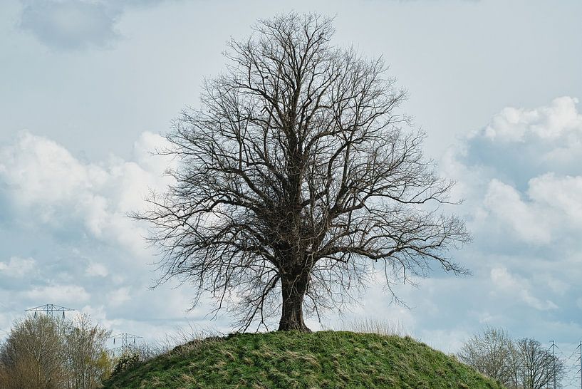 Striking tree on a hill by Gert van Santen