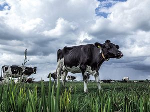 De tong van een koe von Michiel Leegerstee