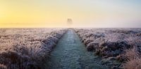 Panorama of solitary tree in frozen heather at sunrise (horizontal). by Luis Boullosa thumbnail