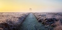 Panorama of solitary tree in frozen heather at sunrise (horizontal).