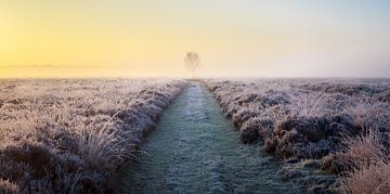 Panorama of solitary tree in frozen heather at sunrise (horizontal). by Luis Boullosa