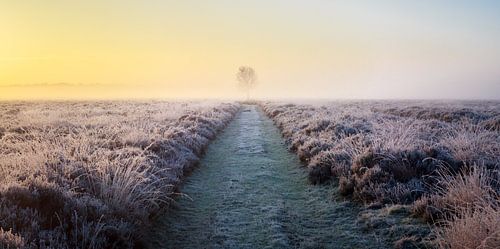 Panorama of solitary tree in frozen heather at sunrise (horizontal).