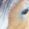 Daydreaming (detailopname van het oog van een paard) van Birgitte Bergman