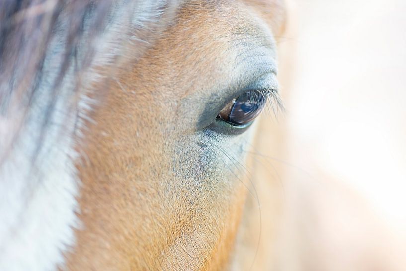 Daydreaming (detail shot of a horse's eye) by Birgitte Bergman