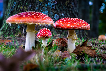 Pilze