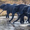 Drinkende Afrikaanse olifanten aan de Okavango rivier van Eddie Meijer