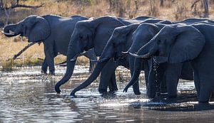 Drinkende Afrikaanse olifanten aan de Okavango rivier