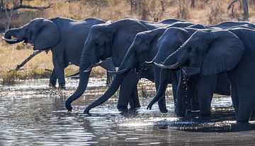 Drinkende Afrikaanse olifanten aan de Okavango rivier van Eddie Meijer