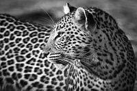 Leopard up close in Black & White