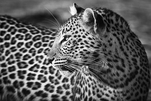 Luipaard up close in Black & White