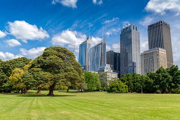 City skyline vanuit park in Sydney Australië van Troy Wegman