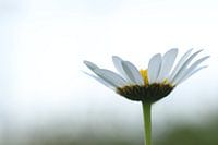 Porträt eines Gänseblümchens.2