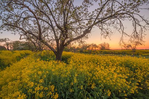Oude majestueuze hoogstam fruitboom tussen bloeiend koolzaad