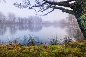 Nebel am See