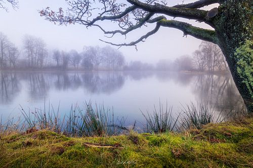 Mist bij het meer