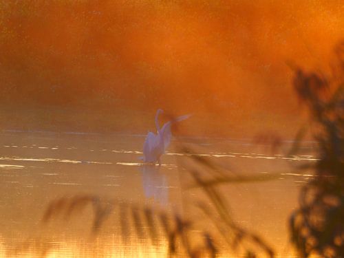 grote zilver reiger in morgen zon