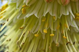 Die Lupinus-Blüten aus der Nähe von Jolanda de Jong-Jansen