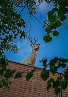 a stag