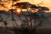 Goldener Sonnenaufgang in der niederländischen Savanne