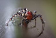 Silk spider van BL Photography thumbnail
