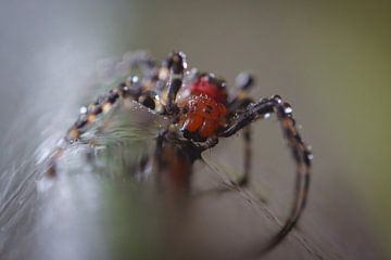 Silk spider van BL Photography
