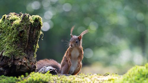Grey Squirrel in backlight