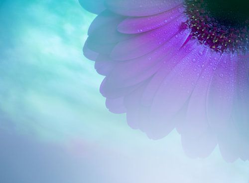 Gerbera Pastel