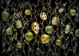 Annona cherimola