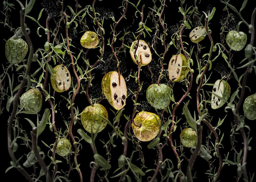 Annona cherimola von Olaf Bruhn