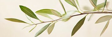 Delicate olijftakken in het licht van Poster Art Shop