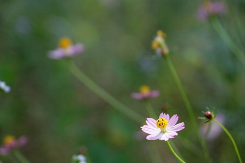 Rosa Feldblumen