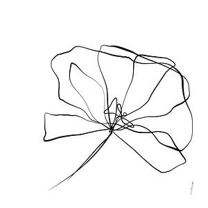 Klaproos one-line drawing in reeks part 1 van Ankie Kooi