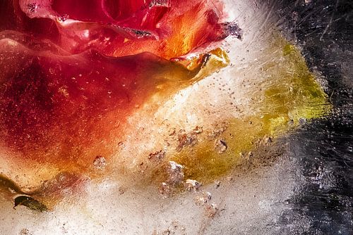 Rose rouge dans la glace