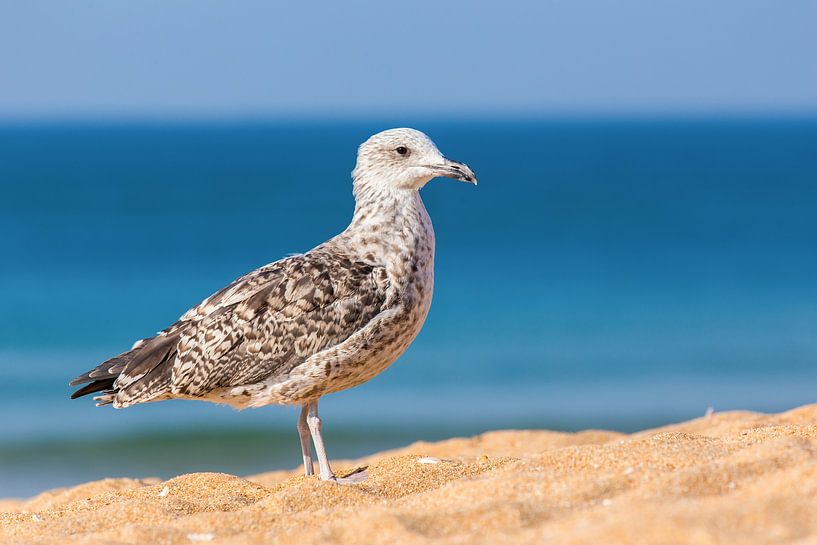 Juvenile Hering Möwe im Sand am Strand mit blauem Meer von Ben Schonewille