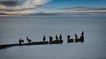 Aalscholvers op een krib aan de Oostzee. van Martin Köbsch