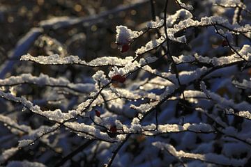 Winterse indruk van Thomas Jäger