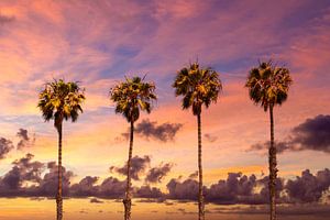 Palm trees sunset