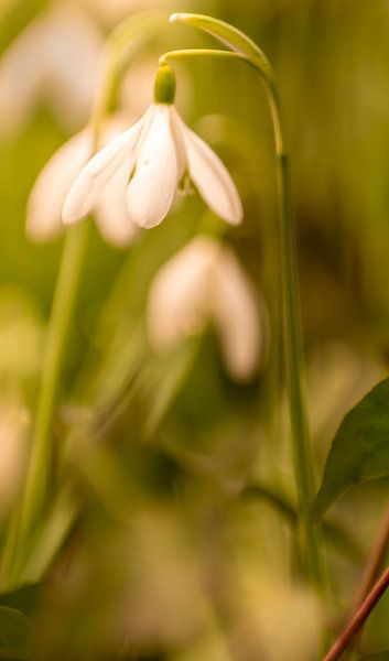 Dreamy snowdrops in the sunlight by Robby's fotografie
