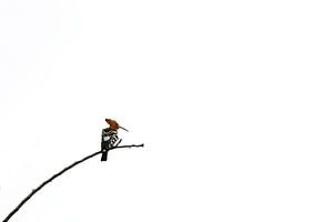 Hop