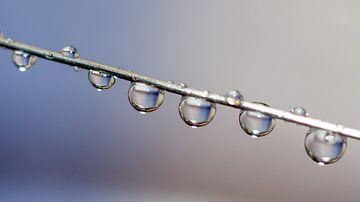 Drops... by Monique Hogenaar