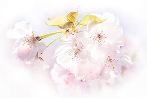Makro Weisse Kirschblüte