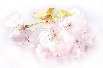 Macro fleurs de cerisier blanc sur Dieter Walther