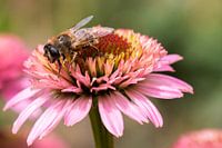 Rosa Sonnenhut mit Biene