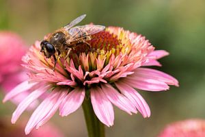 Roze zonnehoed met bij van Carla Schenk