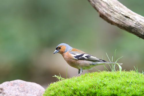 Vrolijke vink in het mos