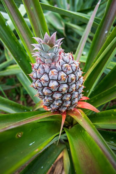 Ananas, ein tropischer Genuss von Antwan Janssen
