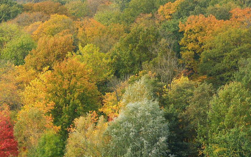 Trees in autumn colours by Marcel Kerdijk