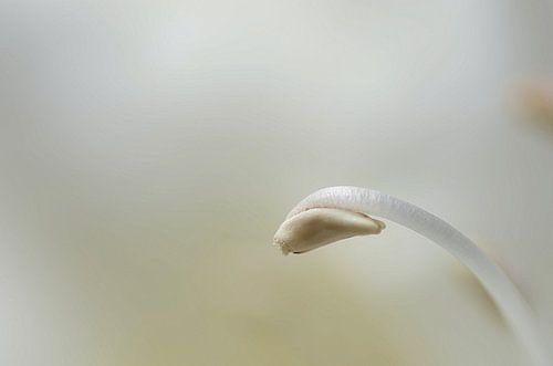 Not alone I, Rhododendron Macrofotografie